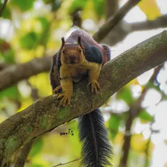 A Malabar Giant Squirrel, one of the largest squirrel species in the world, looks directly at the camera from its perch in the forest canopy.