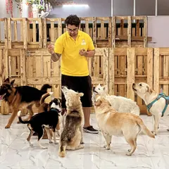 This is what a real pack looks like. I'm not just a dog lover; I'm a behaviorist who understands pack dynamics. Here, dogs learn to socialize correctly under constant supervision, building confidence and good manners.