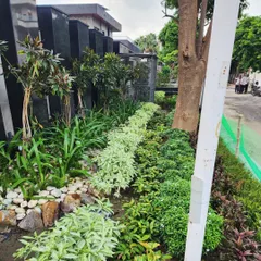 We use a layered planting approach with varied textures and colors, like these light green shrubs against darker foliage, to create depth and visual interest along pathways and borders.