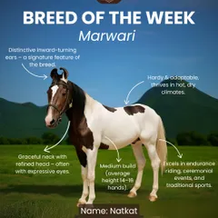 Breed of the Week: This is Natkat, our proud Marwari Stallion. This iconic Indian breed is known for its distinctive inward-turning ears and incredible endurance, and we are honored to have Natkat as part of our family.