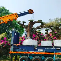 A large, sculpted bonsai tree being carefully loaded onto a flatbed truck with a crane, ready for transport to a client's site anywhere in India.