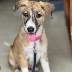 A clear, happy shot of Reva, the gorgeous little pupper. She's a bundle of joy waiting for the right person to come along.