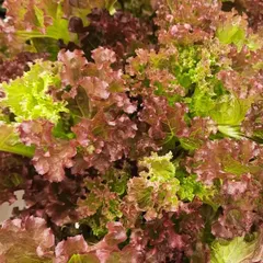 This is a variety of red lettuce. The color is fantastic, and it adds a wonderful texture and visual appeal to any salad.