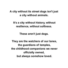A city without its street dogs is a city without history, resilience, and softness. They are the watchers of our lanes and our childhood companions.
