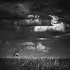 A single giraffe stands against a sky full of dramatic clouds in the Masai Mara. The black and white treatment turns the scene into a timeless, graphic composition of nature's patterns.