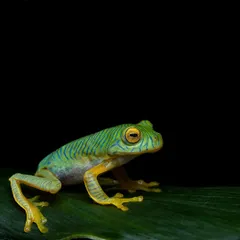The Anaimalai Gliding Frog, also known as the "Green Tiger" for its striking juvenile stripes. These markings fade as it ages, making this shot of a young one special.