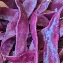 Vibrant purple beans grown right here at Hastam. Exploring the unique colors, textures, and shapes of vegetables from our garden is a wonderful sensory experience for the children.
