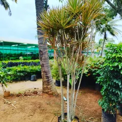 A view of my nursery area where I keep plants like these Dracaenas before they go to a client's home. You can see the variety of greenery I work with in the background.