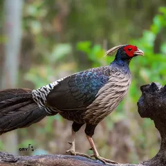 A stunning Khalij Pheasant walking along a log in its Himalayan forest habitat. The male's striking colors and long tail make it a spectacular sight.