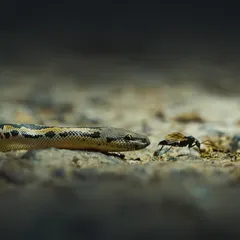 A Common Sand Boa, photographed during one of our photowalks. For many participants, this was their first time exploring this field of wildlife photography.