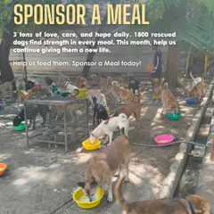Three tons of food, every single day. This is what it takes to feed over 1,800 rescued dogs at our sanctuary. Sponsoring a meal is the most direct way to give them the strength and nourishment they need to heal and thrive.