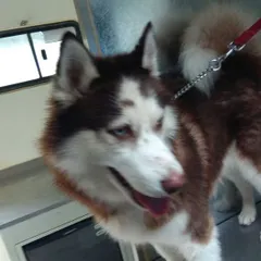 This stunning Siberian Husky is one of our happy clients. We have the right tools and knowledge to properly groom double-coated breeds, helping to manage shedding and keep their fur healthy.