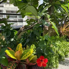 A close-up of a client's colourful terrace garden, bursting with life. The bright red hibiscus flower stands out amongst the variegated croton leaves and green ferns, showing a healthy and happy plant ecosystem.