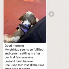 "My shih tzu seems so fulfilled and calm." This is feedback from a client just a few sessions into my online "Bonding Pawsitively" program. Even through a screen, we can make a huge difference in a dog's well-being.
