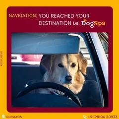 That feeling of pure happiness when you finally arrive at your destination: DogSpa. I love it when my furry clients are as excited to see me as I am to see them.