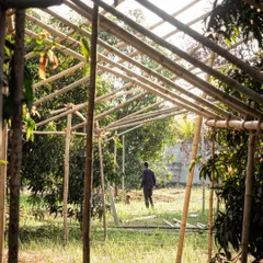 A team member walks through a full-scale bamboo mock-up of a building's roofline. This allows us to experience the volume of the space and its relationship to the surrounding foliage firsthand.