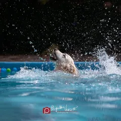 Making a splash! This action shot freezes the water droplets as a golden retriever enjoys a swim, creating a dynamic and refreshing image.