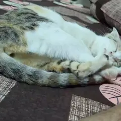 This is Bambi in her favorite state: curled up and cozy. Seeing a rescue cat sleep so peacefully is a beautiful sight, and she is ready to bring that sense of calm and contentment to her new family.