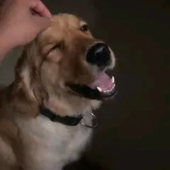Every guest gets all the personal attention and affection they need to feel loved and secure. This sweet Golden Retriever, Loki, is soaking up some gentle head scratches and feeling right at home.