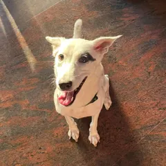 This is Cookie, enjoying a warm sunbeam by the door. Even with all the playtime, there's always a quiet spot for a dog to relax and soak up some sun.