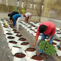 A volunteer carries a tray of seedlings, ready for transplanting. It's all hands on deck during planting season, and we are grateful for every volunteer who joins us.