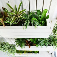 A detailed look at plants like spider plants and bromeliads arranged in a white modular planter system. This type of setup is perfect for creating smaller, detailed green accents indoors.