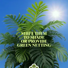 Summer care tip: The intense sun can scorch delicate leaves. I advise shifting plants to shadier spots or using green netting to protect them from the harsh heat.
