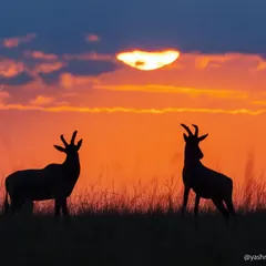 A pair of Topi antelope silhouetted against a fiery Masai Mara sunset. They paused just for a moment during a dominance fight, creating this perfectly balanced and dramatic scene.