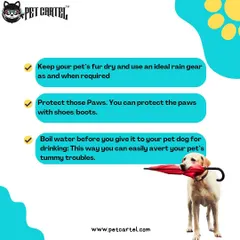 More helpful tips for the rainy season. Protecting your pet's paws and ensuring their fur is dry are key to preventing infections and discomfort.