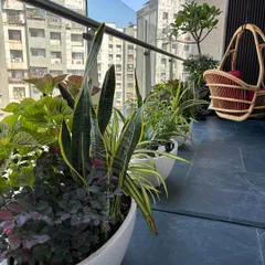 This balcony features a layered arrangement of plants in sleek white planters, including snake plants and coleus, to create texture and visual interest. A comfortable swing chair completes this cozy corner.