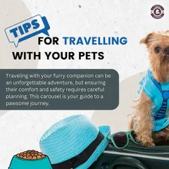 Traveling with your furry companion can be an unforgettable adventure. This guide provides essential tips to ensure their comfort and safety, making your journey a pawsome one.