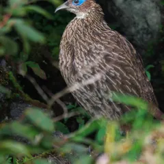 A female Himalayan Monal, perfectly camouflaged in the undergrowth. While the male is famously iridescent, the female's subtle beauty and the thrill of spotting her are just as rewarding.