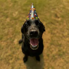 Laika looking absolutely thrilled in her birthday hat. Cheers to another year of wagging tails and joyful adventures.