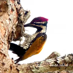 Here, the Malabar Flameback is hard at work, pecking at the tree. This angle highlights the powerful neck and beak that all woodpeckers are famous for.