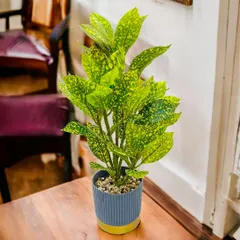 This is an artificial gold dust croton plant, featuring bright green leaves with yellow speckles. It's a cheerful and vibrant option for brightening up a workspace or a reading nook.