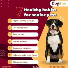 Senior pets need special attention. This guide outlines seven healthy habits for older dogs, including frequent grooming, low-impact exercise, and maintaining oral health.