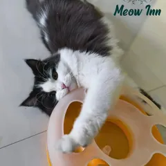 This fluffy guest is fully engaged with an interactive ball toy. These toys are great for mental stimulation, encouraging cats to problem solve as they play.