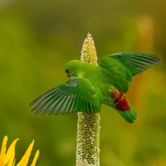 A Vernal Hanging Parrot lands on a stalk of pearl millet with its wings fully extended. This shot freezes the motion, showing the beautiful red rump patch and the intricate pattern of its wing feathers.
