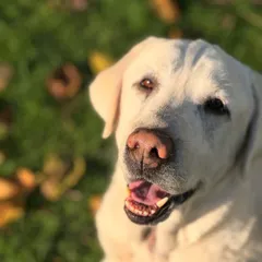 That sweet senior face. We adore you, Stark, and can't wait to have you back with us for another comfortable stay.