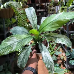 This is a Spathiphyllum 'Domino', or variegated peace lily. The beautiful white splashes on its leaves make it a rare and sought-after plant for any collection.