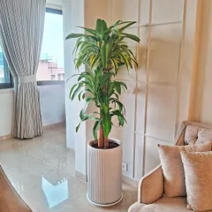 A stunning Dracaena in a fluted white planter, adding a touch of elegance to this serene living room. This plant is a great example of how greenery can complement a neutral, minimalist aesthetic.