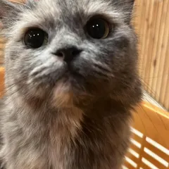 Those big, beautiful eyes. Icey is a very curious and sweet cat who has settled in wonderfully at the hostel. I provide dedicated care for all my feline boarders.