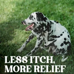 Itchy Pet Awareness Month is a time to focus on relief. A balanced diet with essential fatty acids can greatly improve skin health, but it's also important to check for parasites and consult your vet.