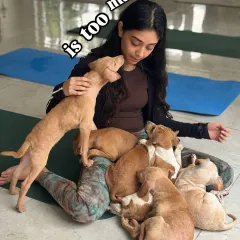 How many puppies is too many puppies? We don't think there's an answer. Get ready to be joyfully swarmed by a pack of adorable, adoptable indie pups.