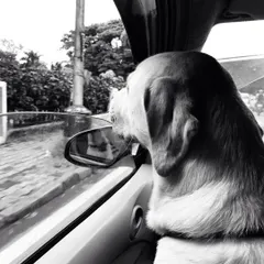 Taking in the sights and smells. I ensure pets get to enjoy the journey safely, just like this Labrador looking out the window.