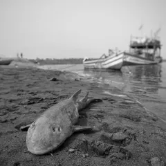 A juvenile Bamboo Shark washed ashore, likely discarded as bycatch from a fishing net. This single image represents a massive problem threatening our marine ecosystems, a story that needs to be told.