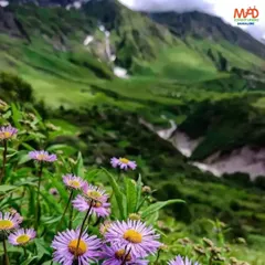 A field of vibrant purple flowers blankets the landscape in the Valley of Flowers, a UNESCO World Heritage site. This trek is a journey through a real-life paradise.