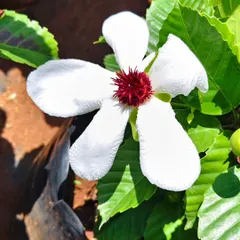 A striking Elephant Apple flower (Dillenia indica) with its large white petals and deep red center. A rare and beautiful choice for a tropical garden.