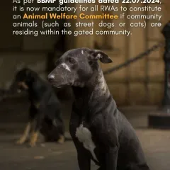 As per recent BBMP guidelines, it is now mandatory for all RWAs to form an Animal Welfare Committee if community animals reside in their area. This is a legal tool you can use.