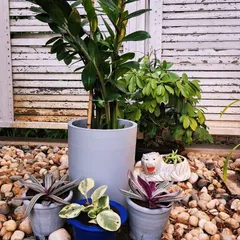Another detail from the same garden makeover. The combination of grey and blue pots, a variety of plants, and the pebble ground cover creates a cohesive and stylish look against the white slatted background.